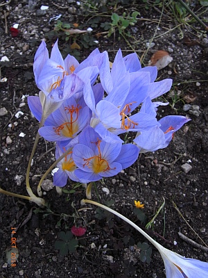 Pracht-Herbst-Krokus